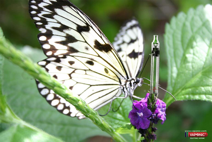 butterfly vaponic