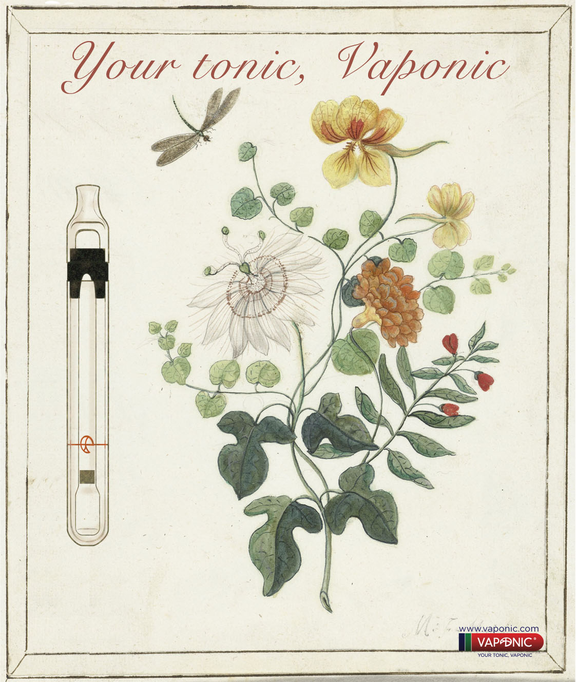 ilustracion botanica Vaponic