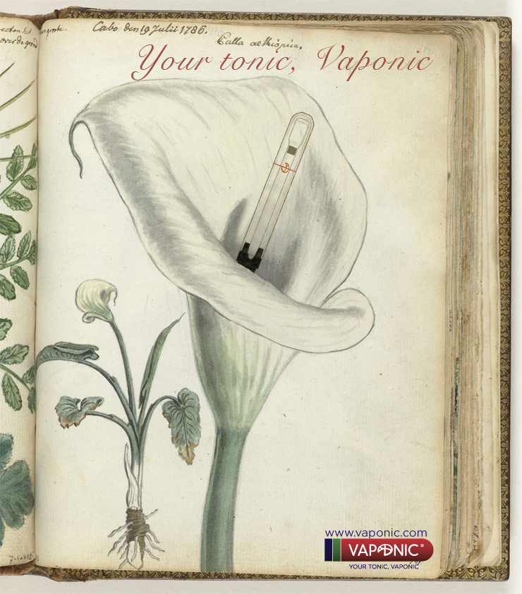 ilustracion botanica Vaponic 2